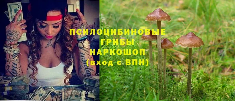 Псилоцибиновые грибы Magic Shrooms  Знаменск 